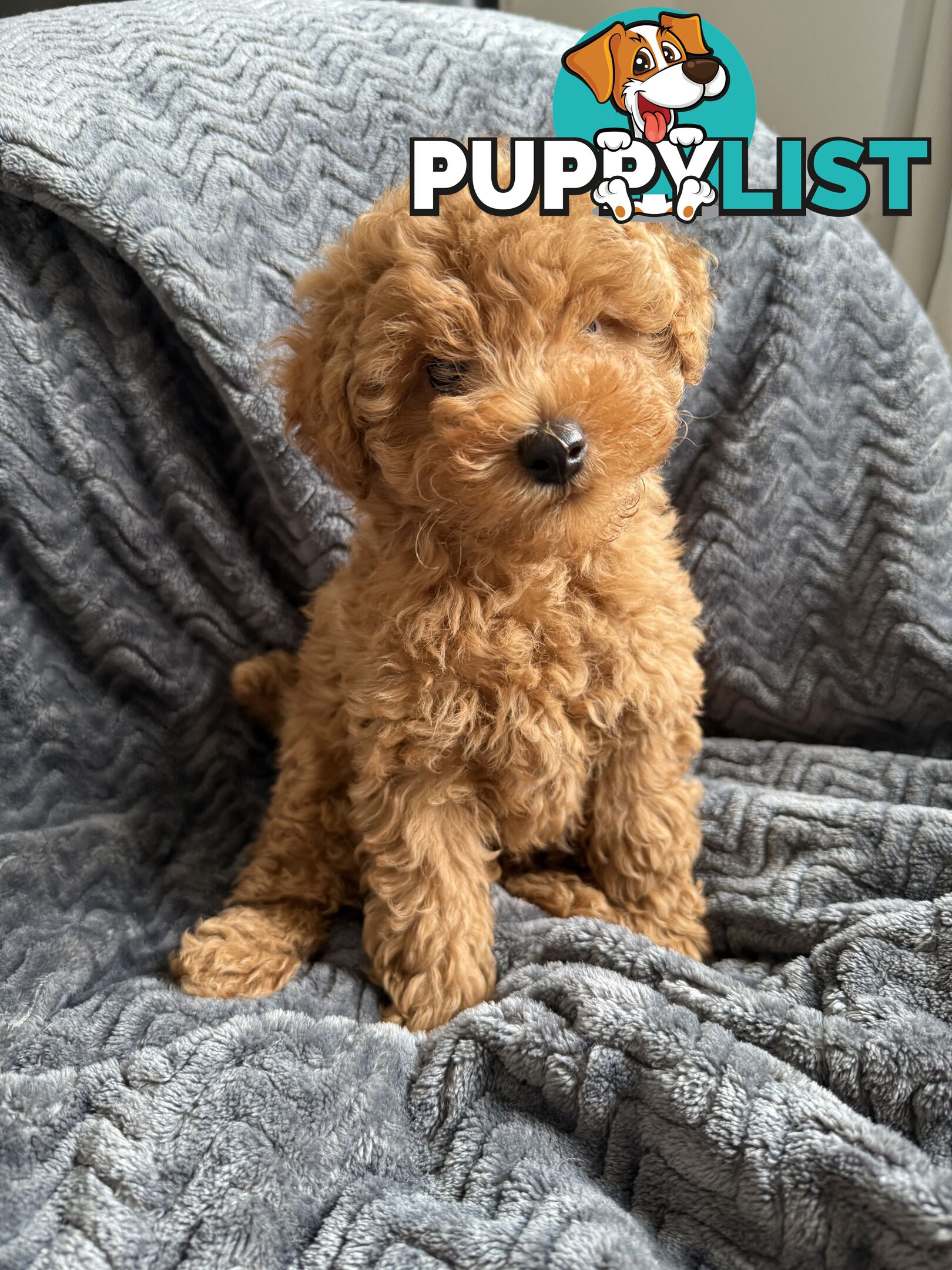 Purebred Toy Poodle