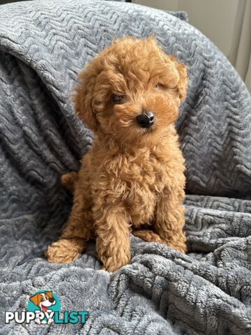 Purebred Toy Poodle