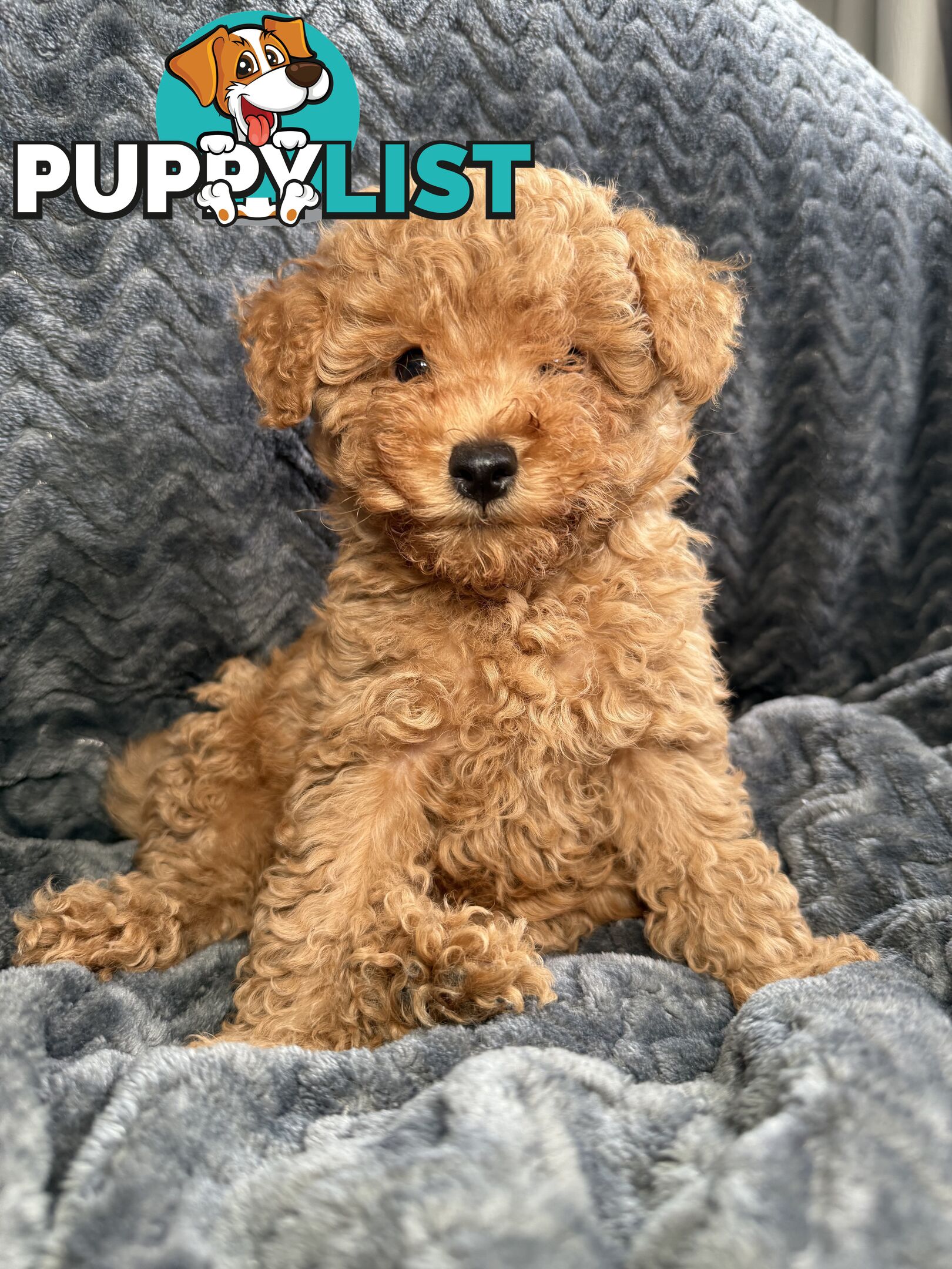Purebred Toy Poodle