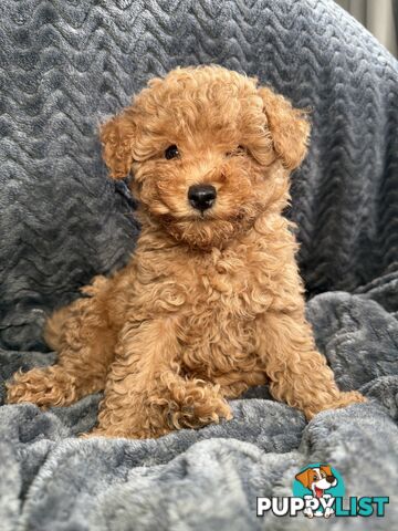 Purebred Toy Poodle