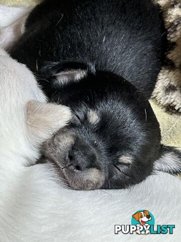 Pure Breed Chihuahua Pups