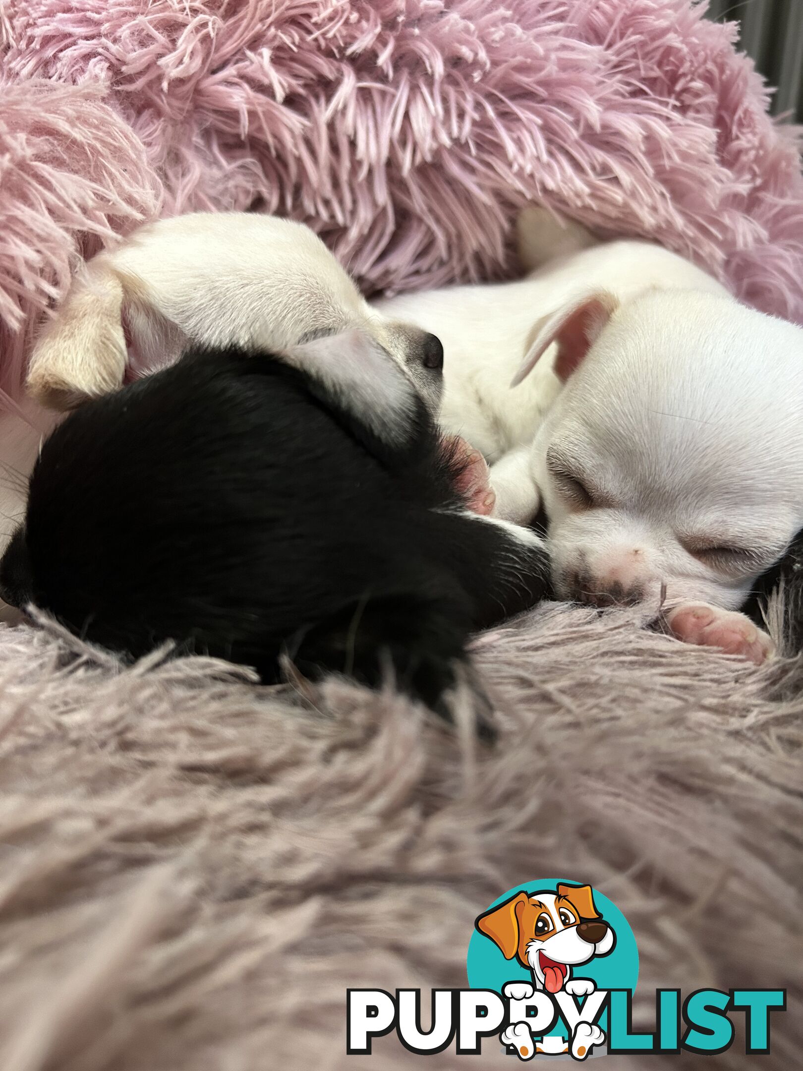 Pure Breed Chihuahua Pups