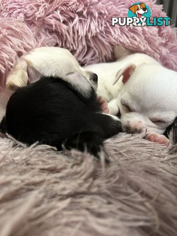 Pure Breed Chihuahua Pups