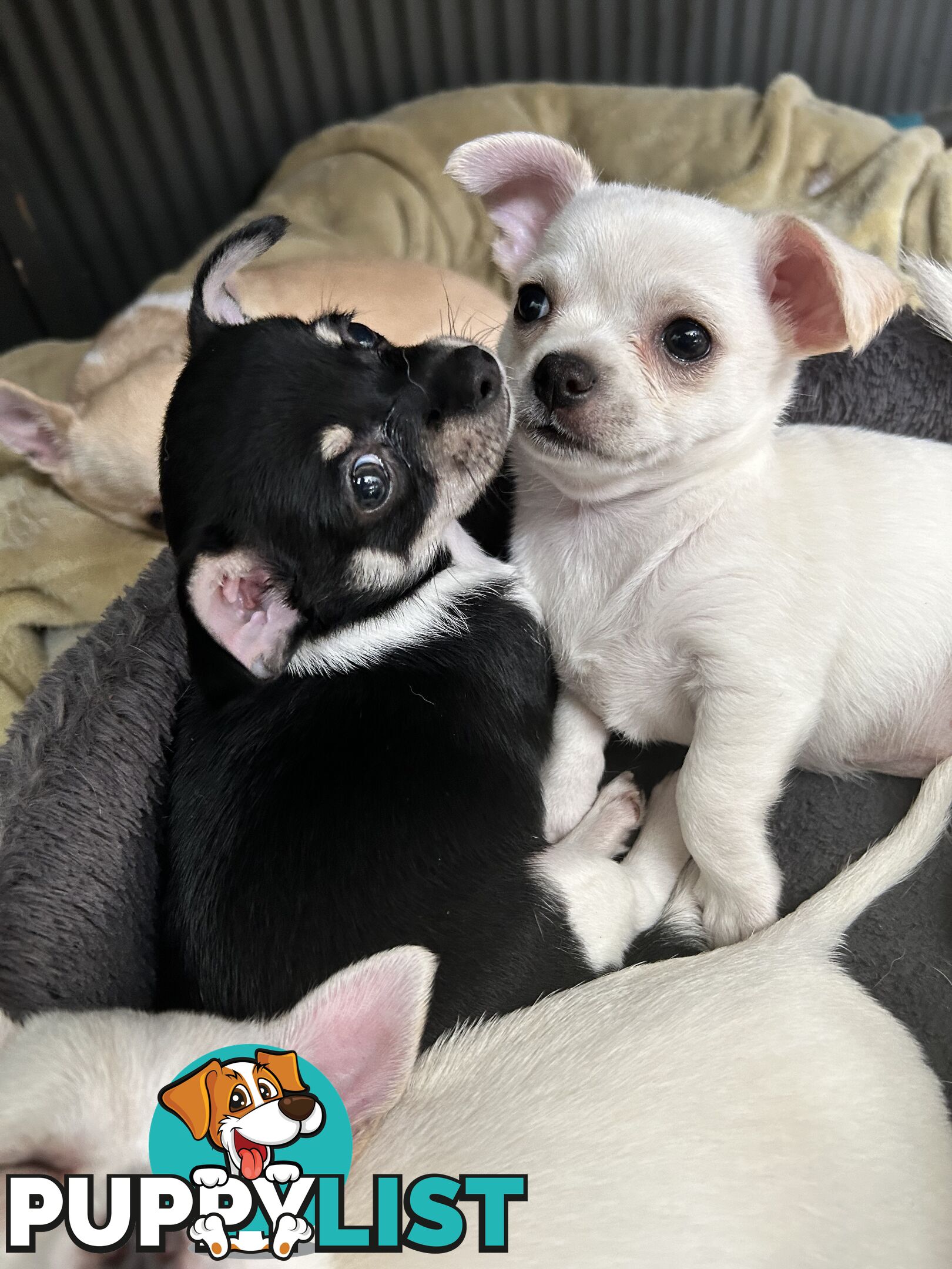 Pure Breed Chihuahua Pups