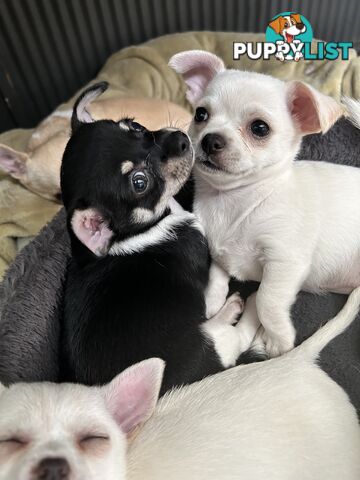 Pure Breed Chihuahua Pups