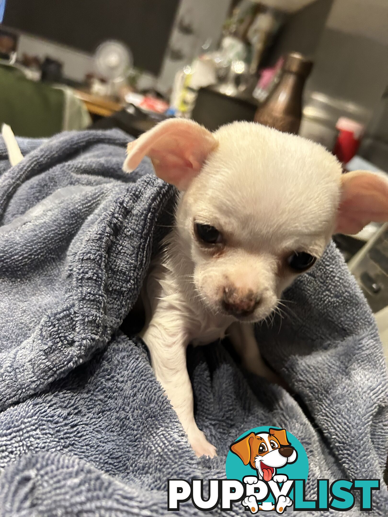 Pure Breed Chihuahua Pups