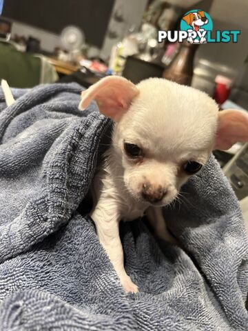 Pure Breed Chihuahua Pups