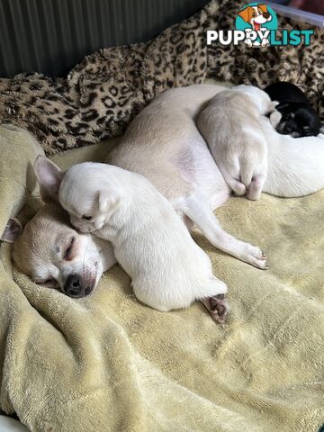 Pure Breed Chihuahua Pups