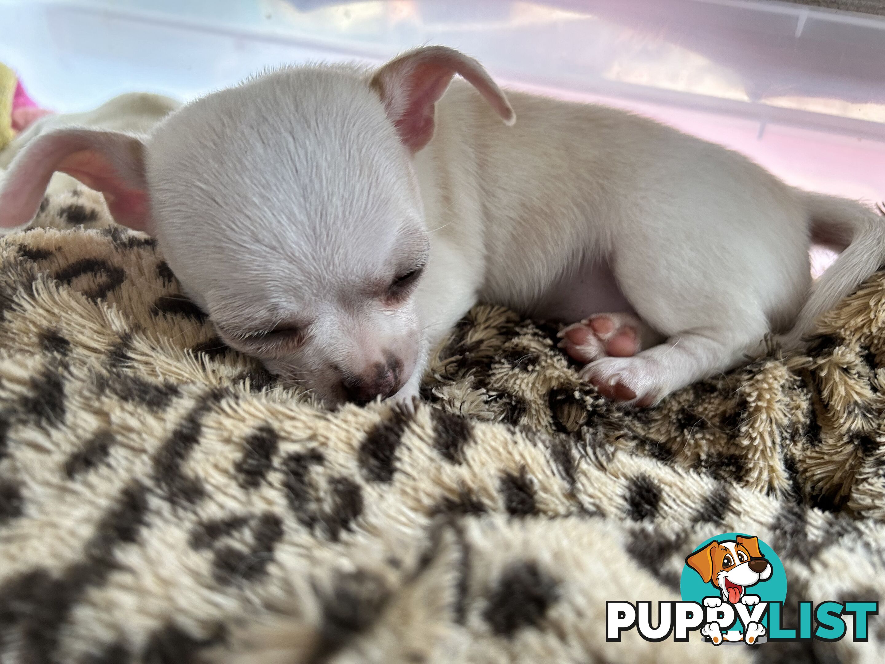 Pure Breed Chihuahua Pups