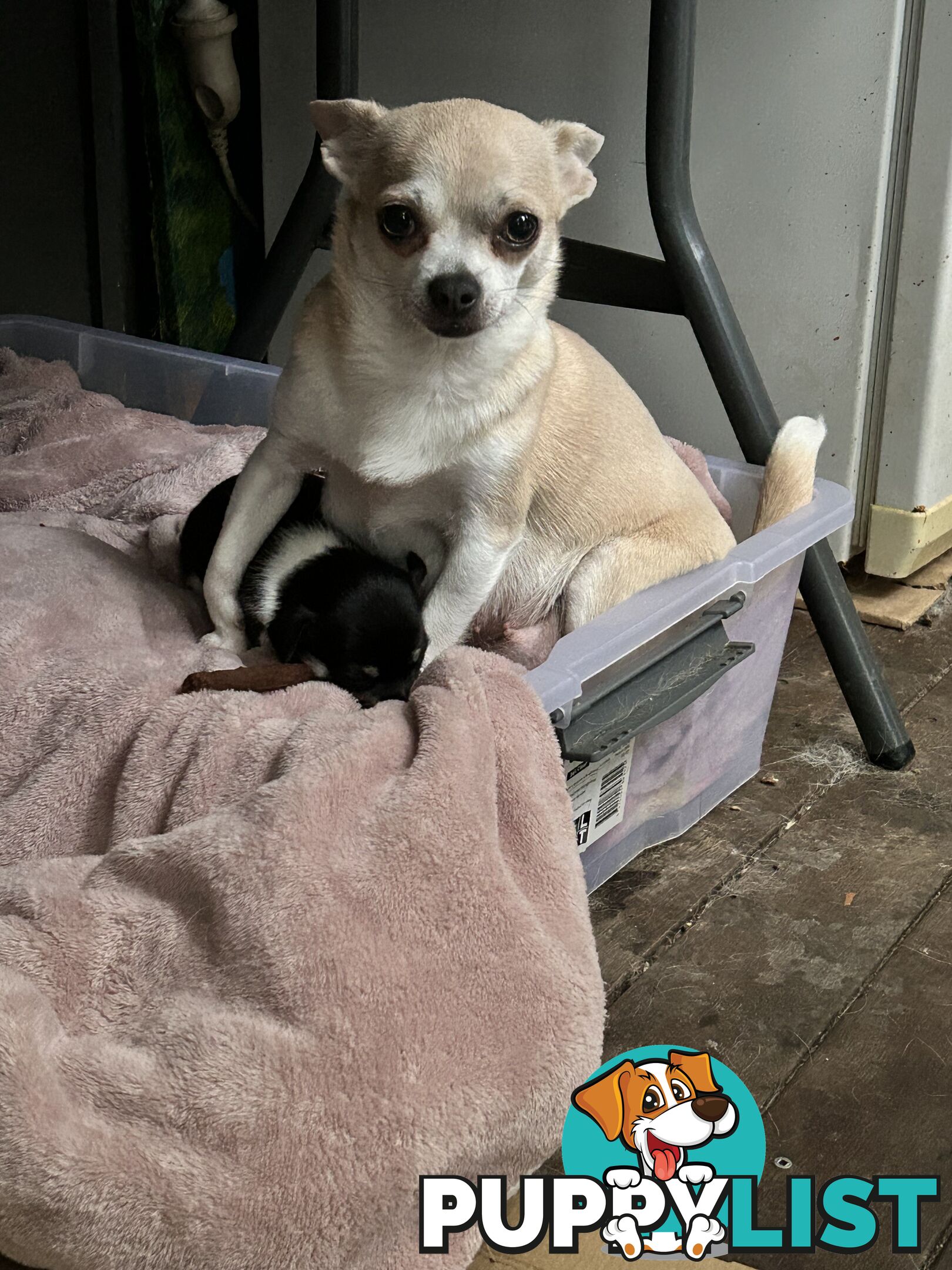 Pure Breed Chihuahua Pups