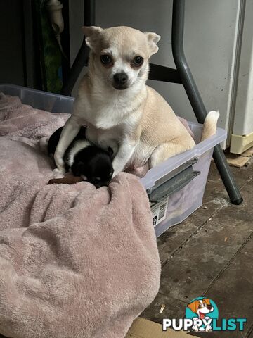 Pure Breed Chihuahua Pups