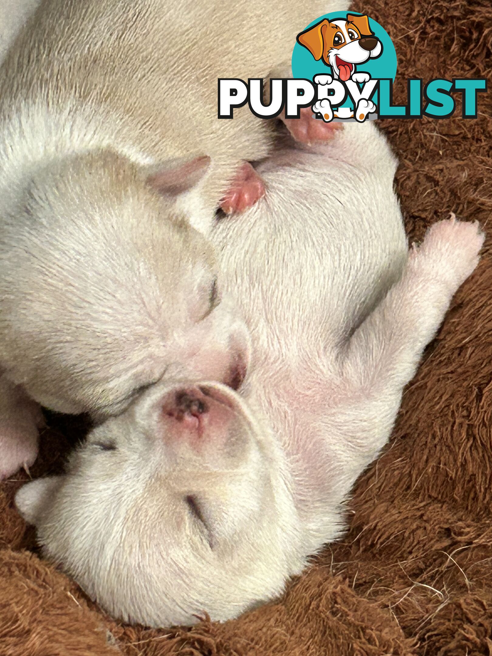 Pure Breed Chihuahua Pups