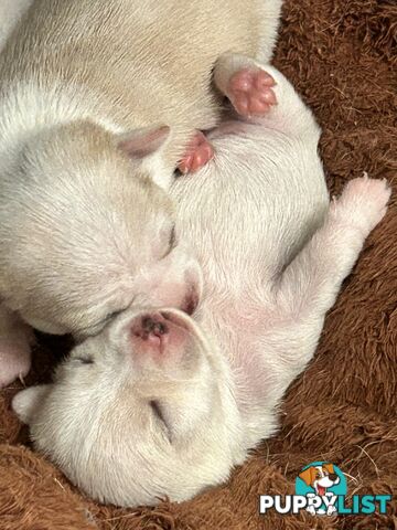 Pure Breed Chihuahua Pups