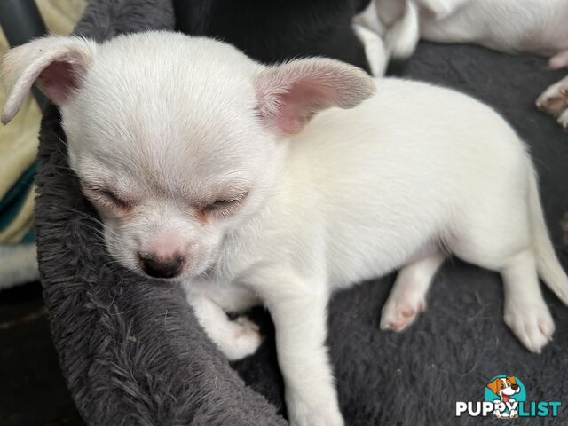 Pure Breed Chihuahua Pups