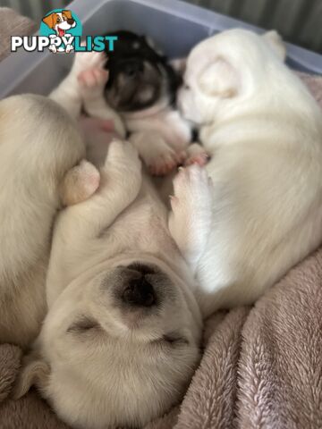 Pure Breed Chihuahua Pups