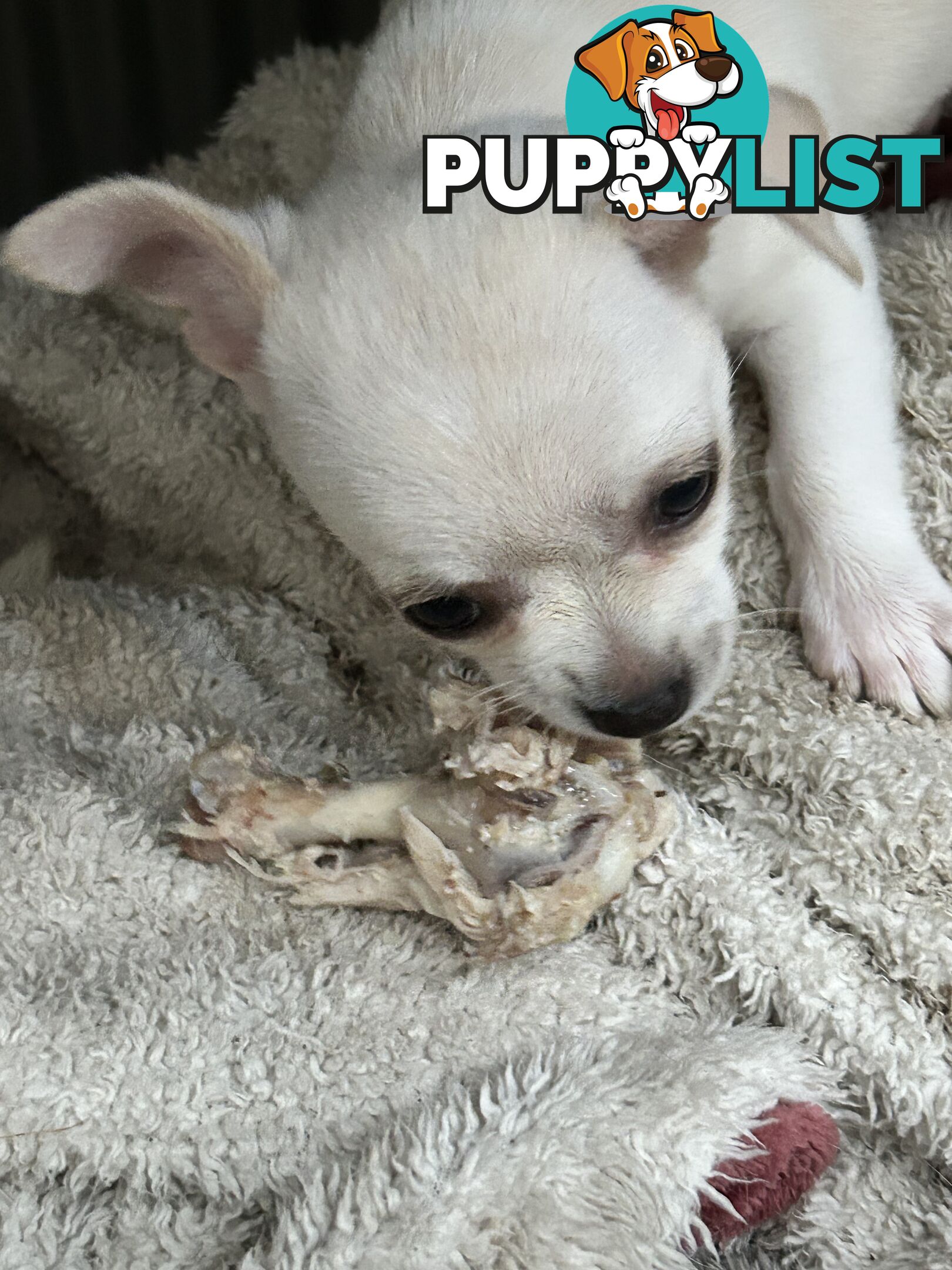 Pure Breed Chihuahua pups