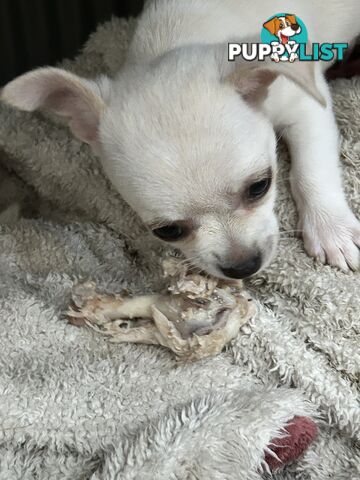 Pure Breed Chihuahua pups