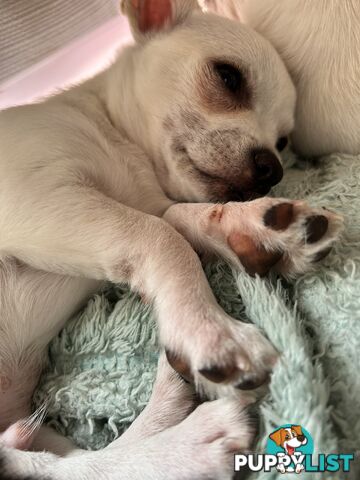 Pure Breed Chihuahua pups