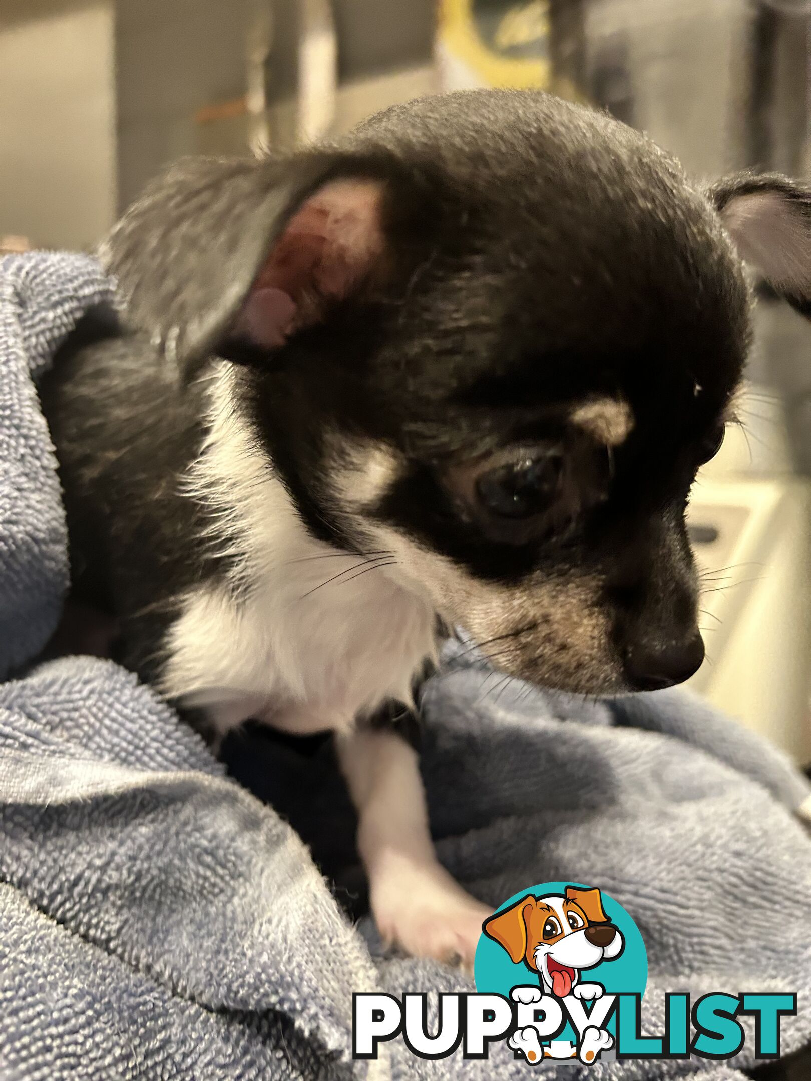 Pure Breed Chihuahua pups