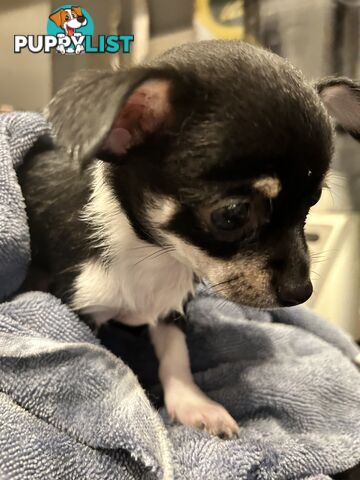 Pure Breed Chihuahua pups