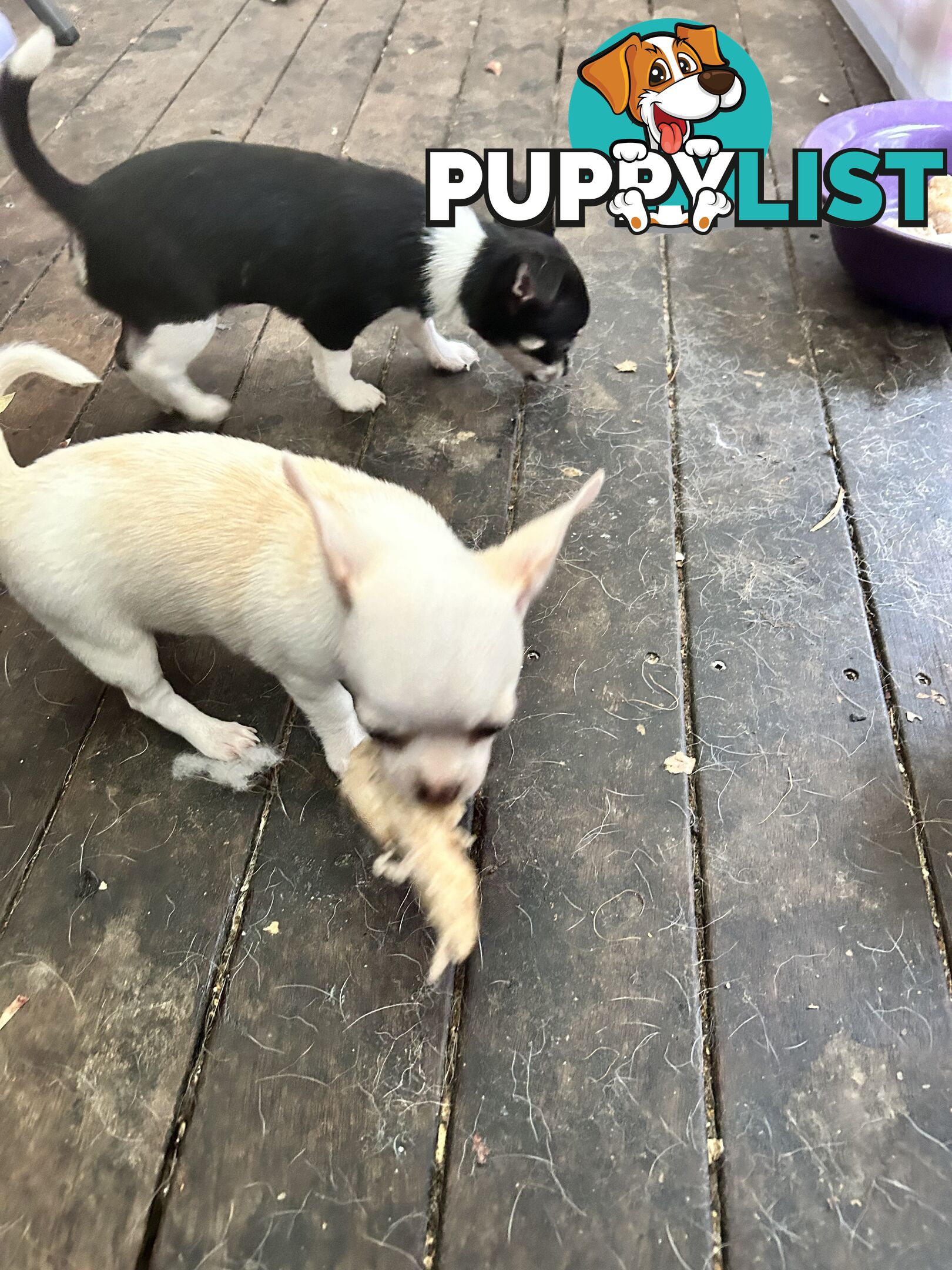 Pure Breed Chihuahua pups