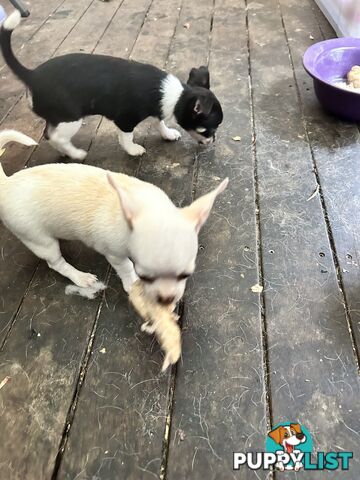 Pure Breed Chihuahua pups