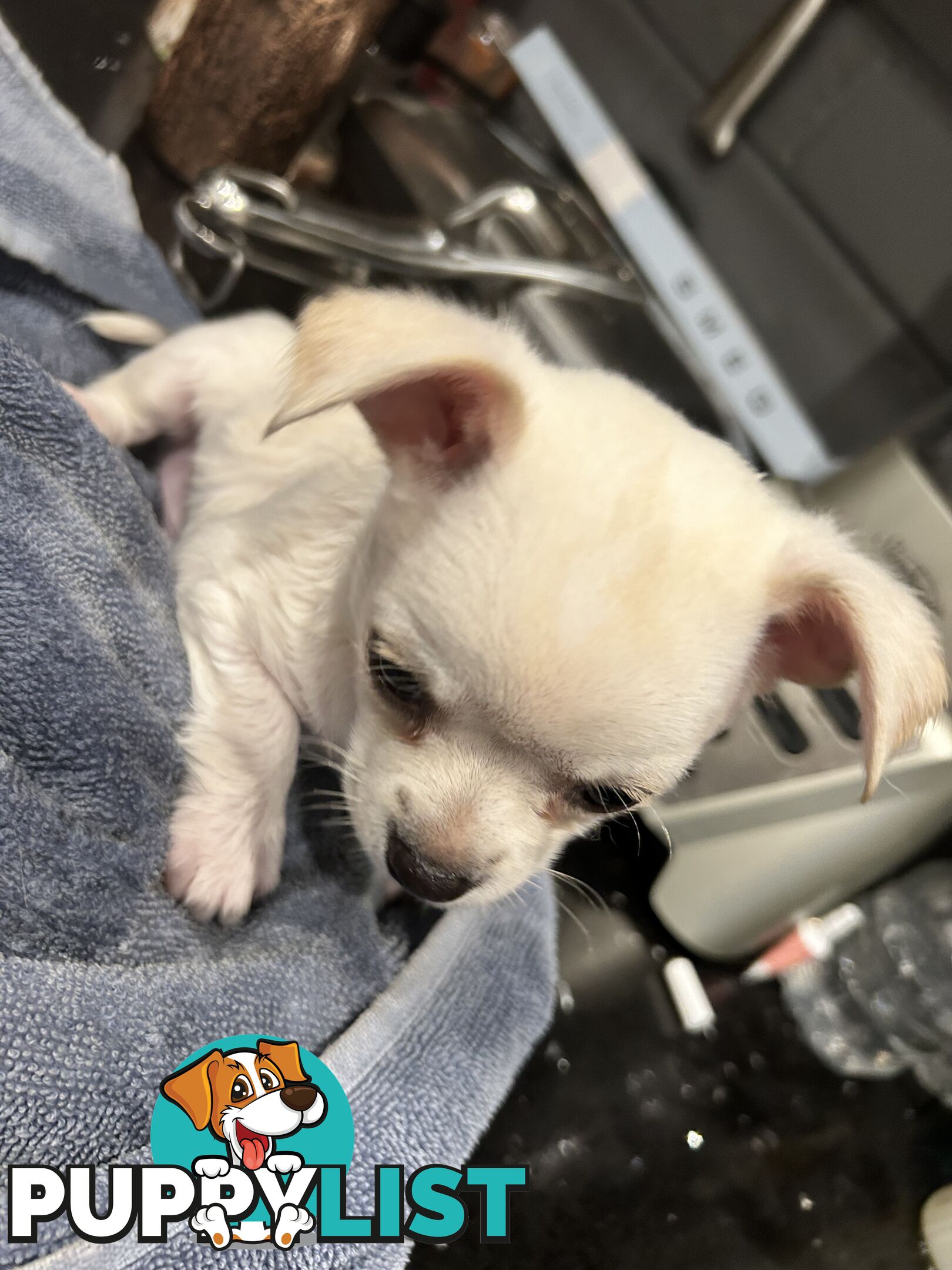 Pure Breed Chihuahua pups