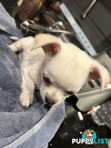 Pure Breed Chihuahua pups