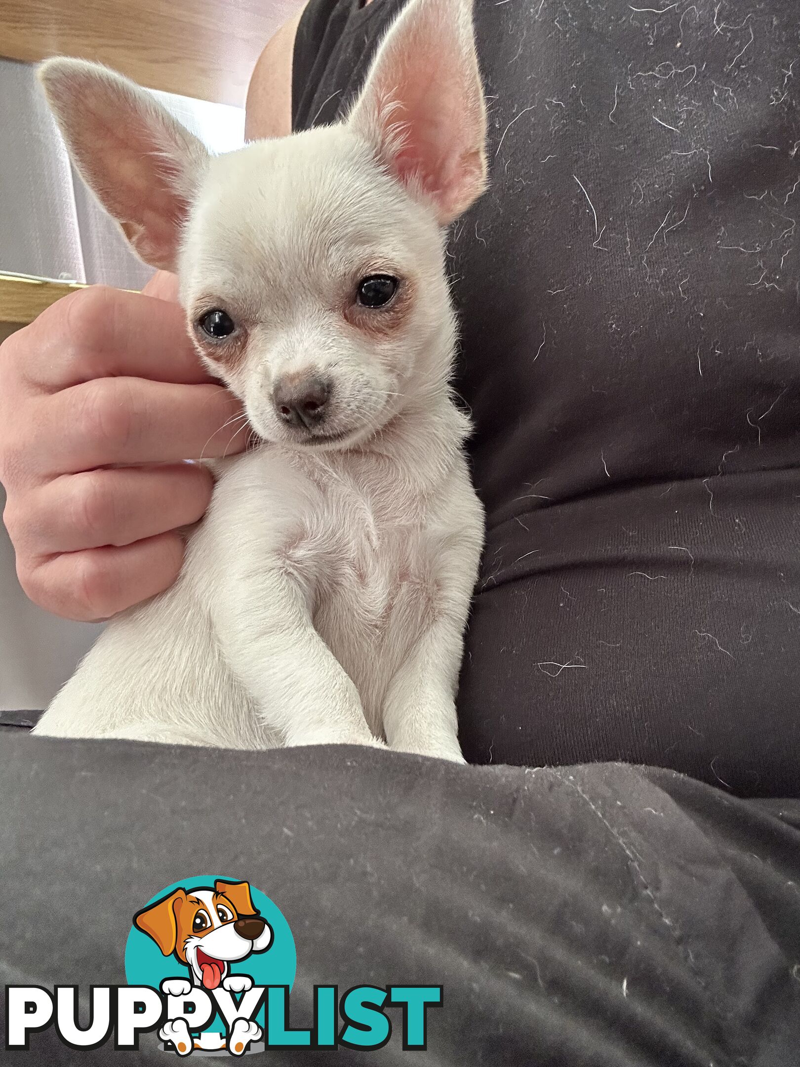 Pure Breed Chihuahua pup