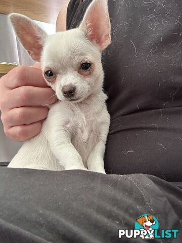 Pure Breed Chihuahua pup