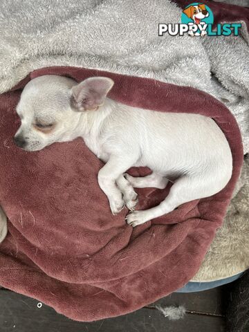 Pure Breed Chihuahua pup