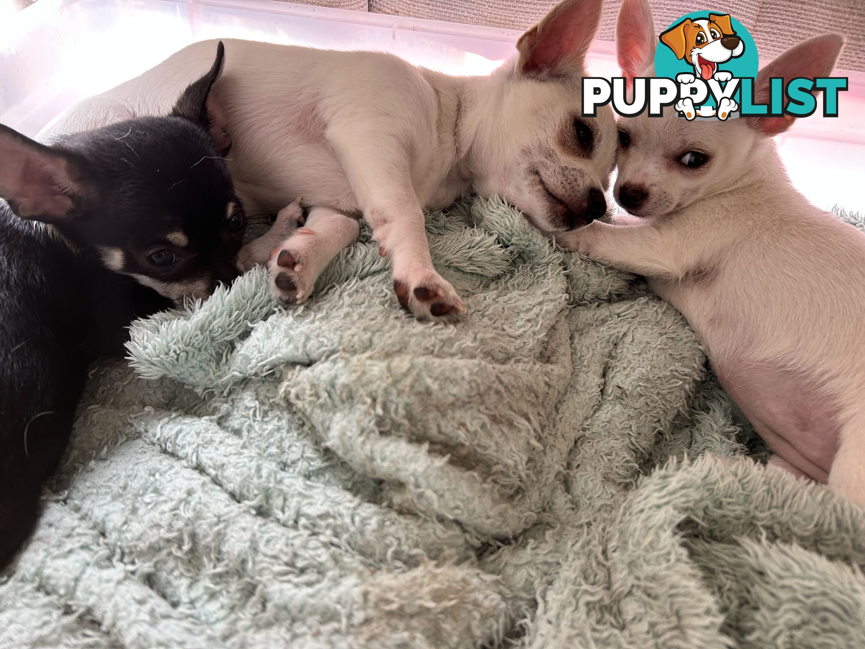 Pure Breed Chihuahua pups