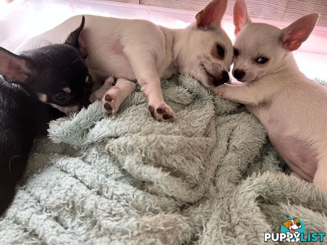 Pure Breed Chihuahua pups