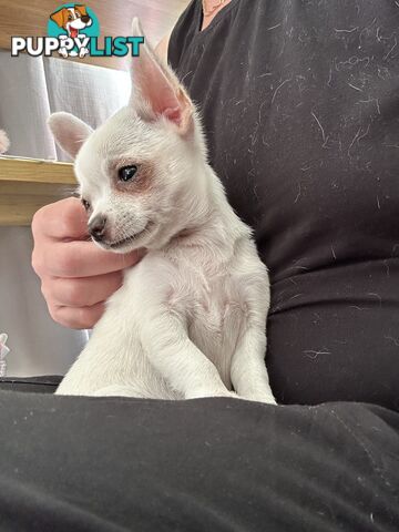 Pure Breed Chihuahua pup