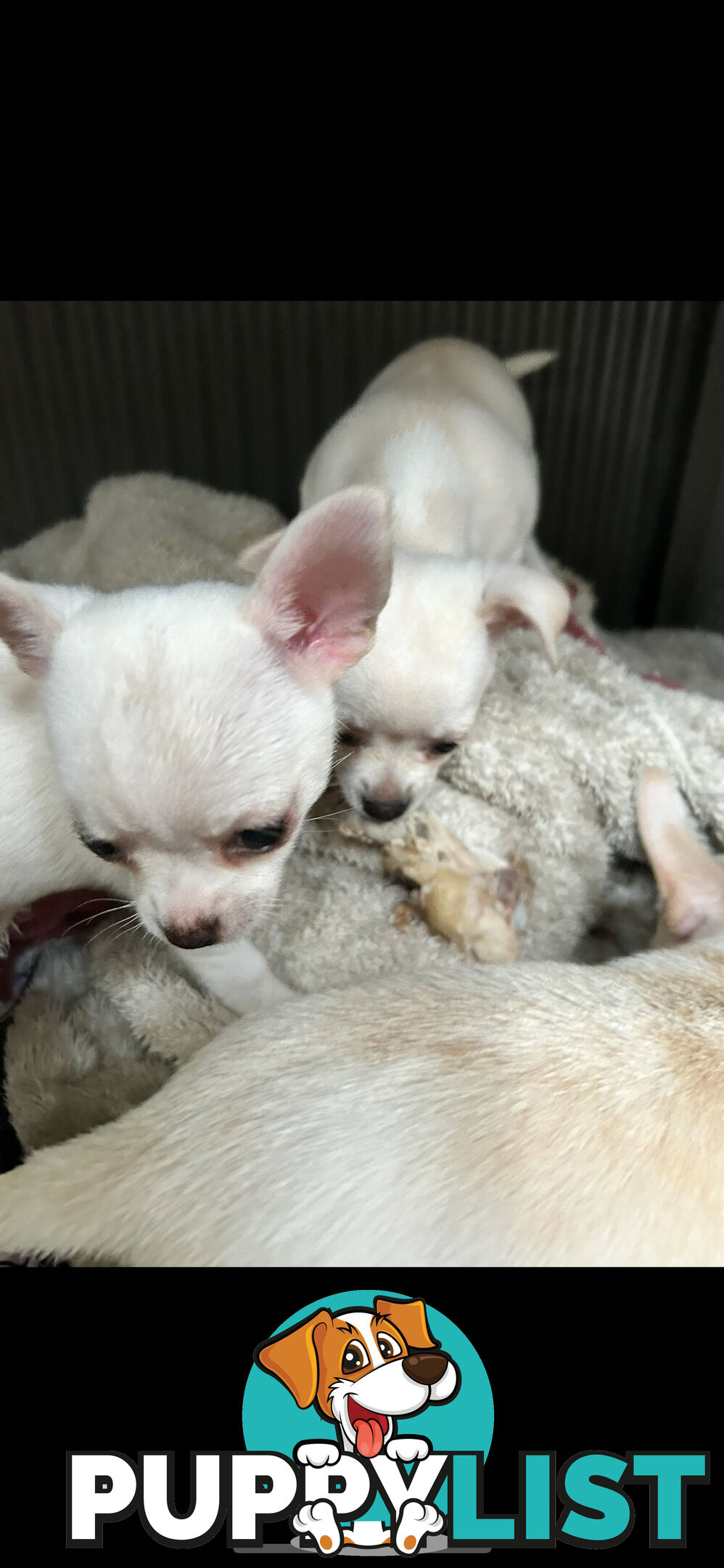 Pure Breed Chihuahua pup