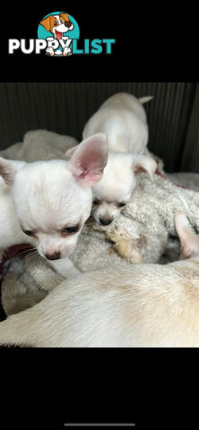 Pure Breed Chihuahua pup