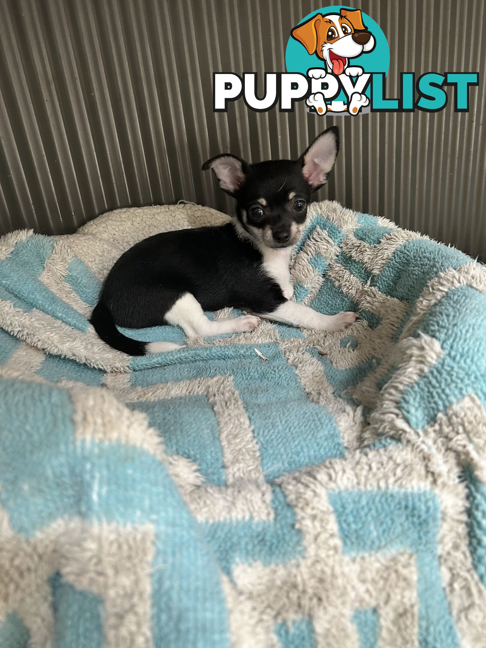 Pure Breed Chihuahua pups