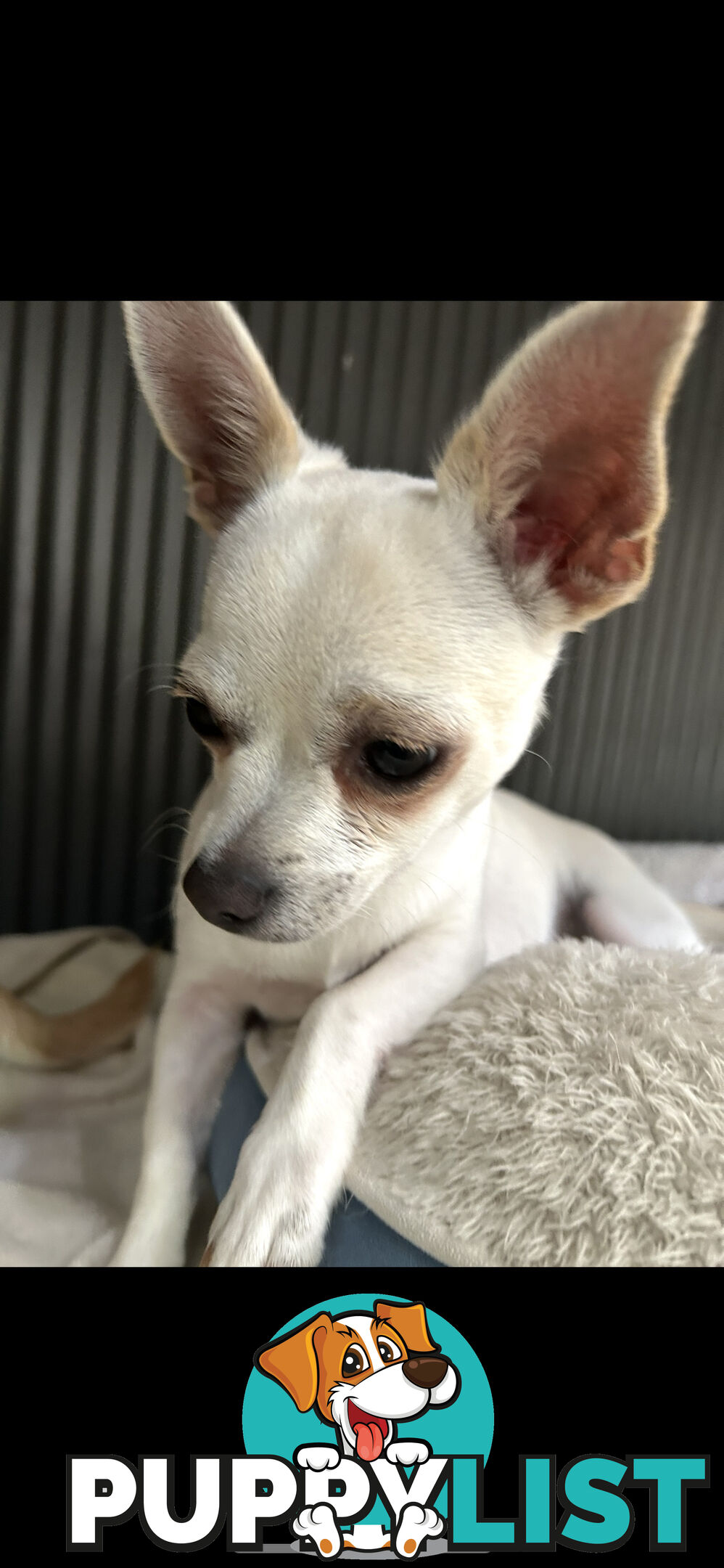 Deer head Pure Breed Chihuahua