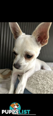 Deer head Pure Breed Chihuahua