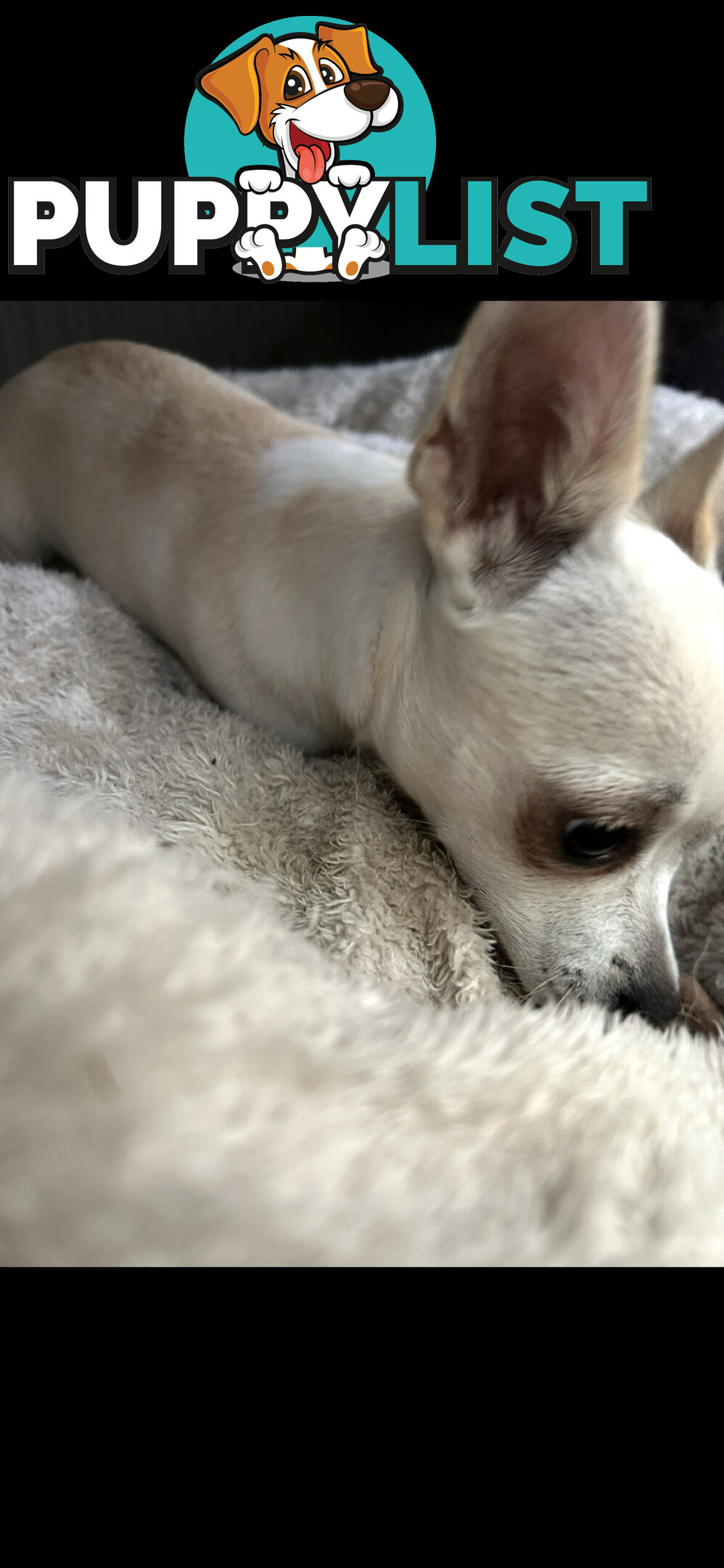 Deer head Pure Breed Chihuahua
