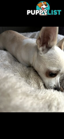 Deer head Pure Breed Chihuahua