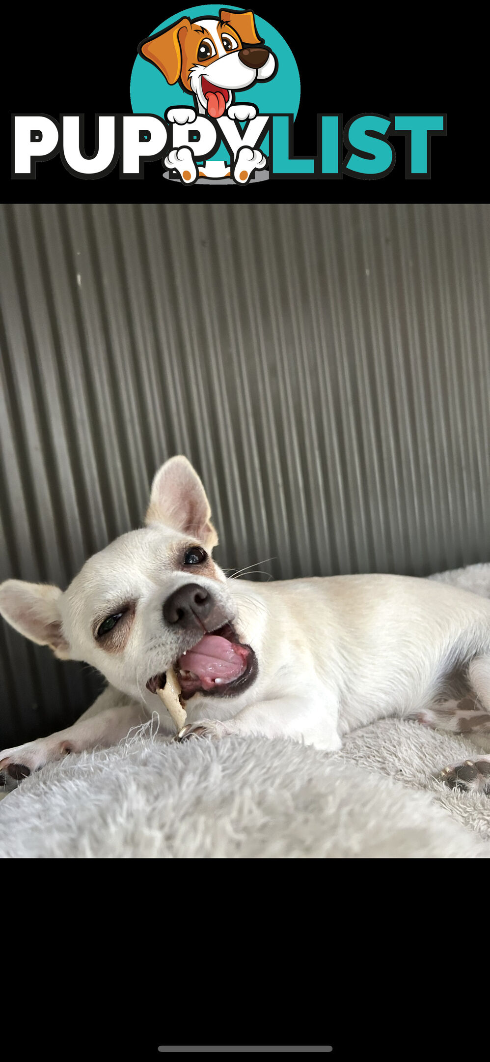 Deer head Pure Breed Chihuahua