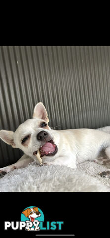 Deer head Pure Breed Chihuahua
