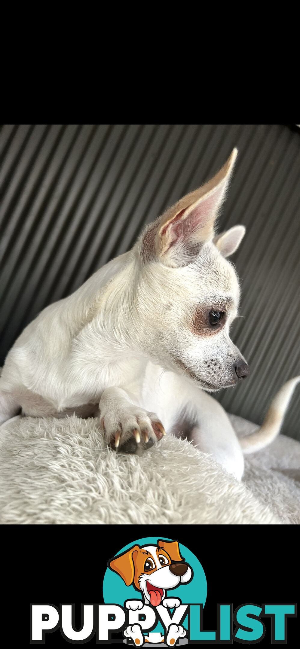 Deer head Pure Breed Chihuahua