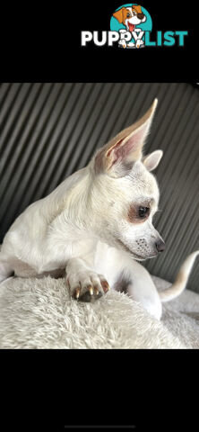 Deer head Pure Breed Chihuahua