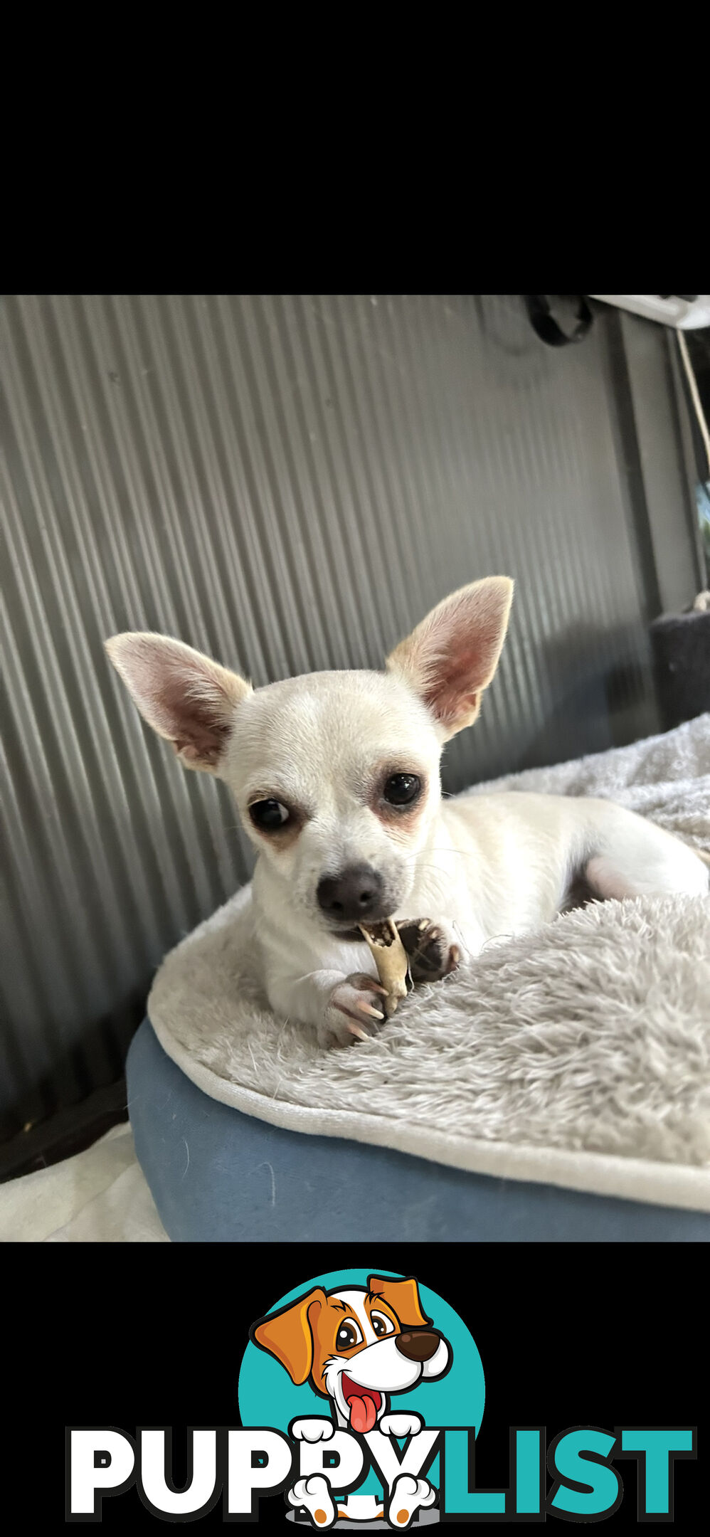 Deer head Pure Breed Chihuahua