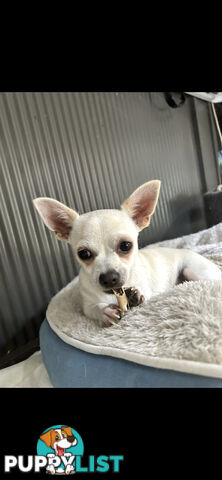 Deer head Pure Breed Chihuahua