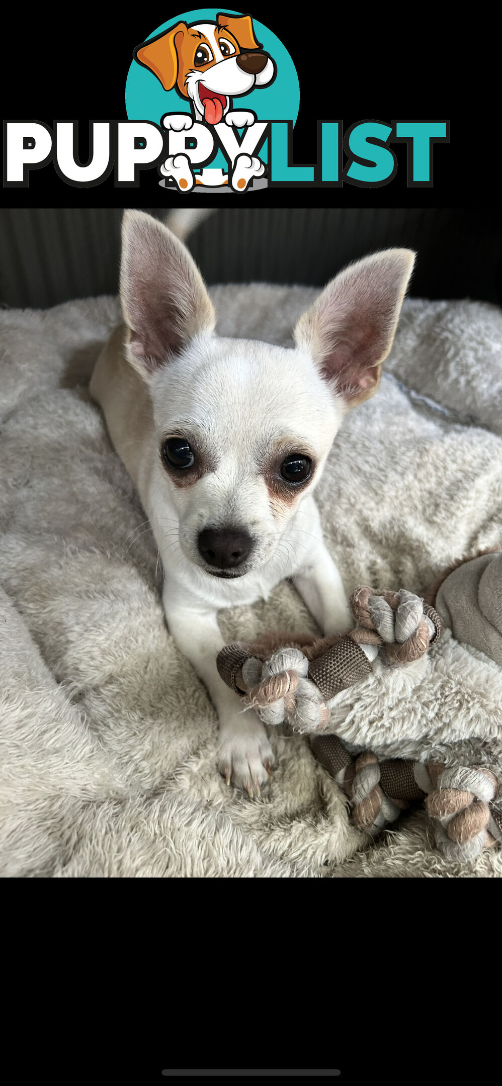 Deer head Pure Breed Chihuahua