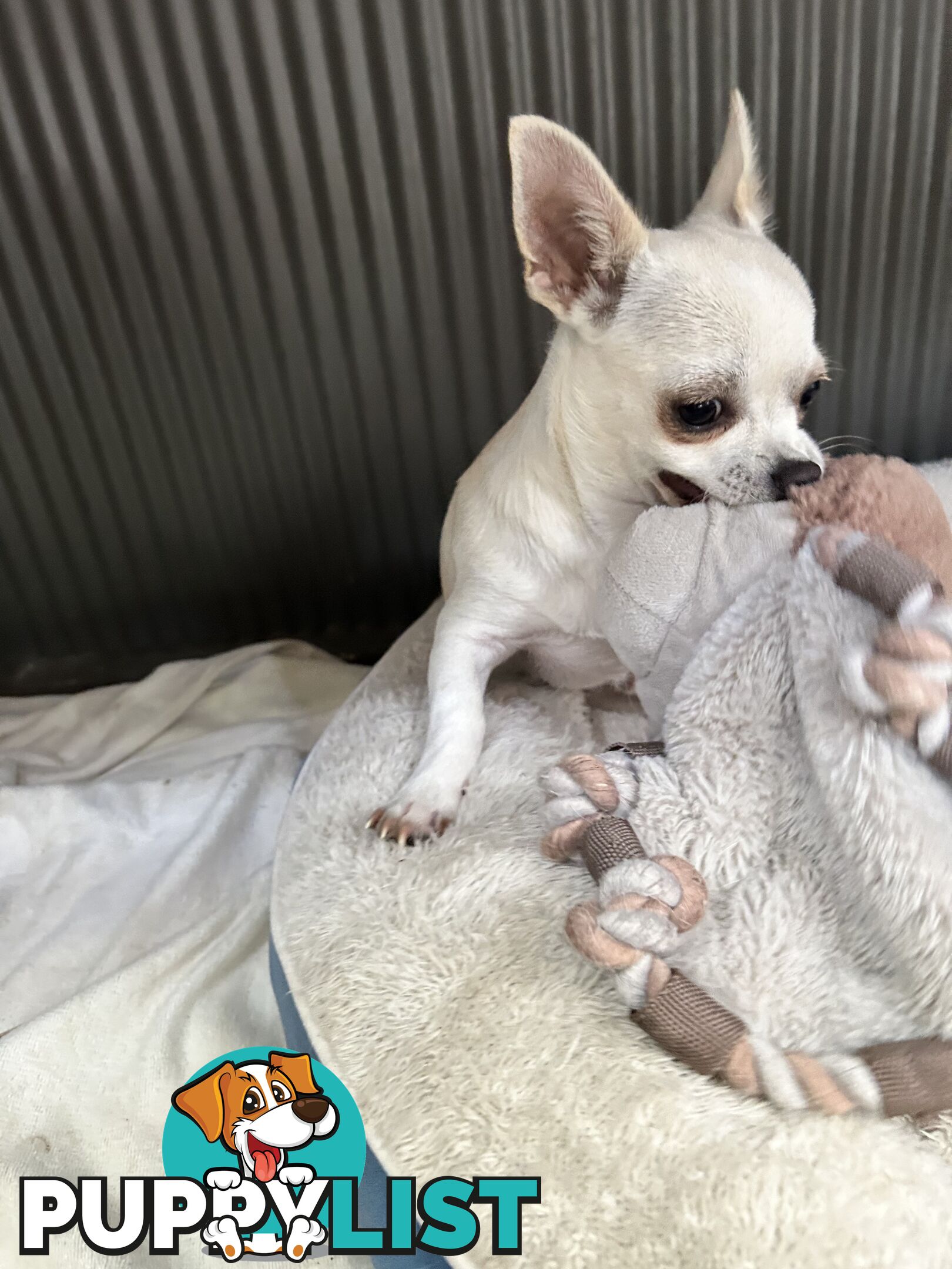 Deer head Pure Breed Chihuahua
