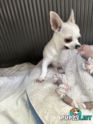 Deer head Pure Breed Chihuahua